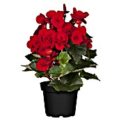 Begonia elatior 13  gross rot