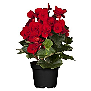 Piardino Elatior-Begonie (Begonia elatior, Topfgröße: 13 cm, Rot)