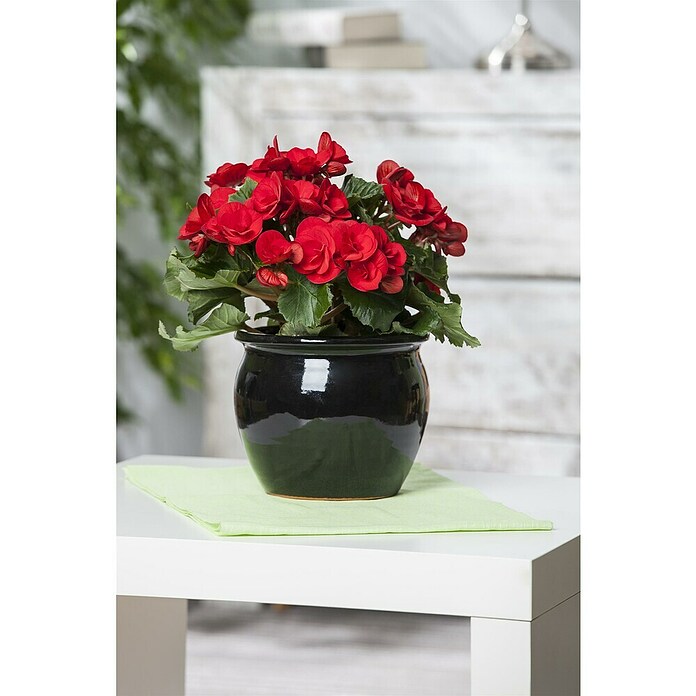 Begonia elatior 13  gross rot