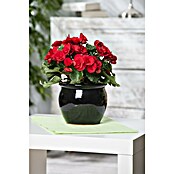 Begonia elatior 13  gross rot