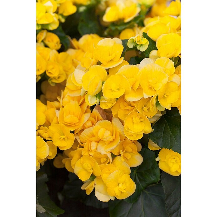 Piardino Elatior-Begonie (Begonia elatior, Topfgröße: 13 cm, Gelb) | BAUHAUS