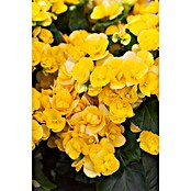 Piardino Elatior-Begonie (Begonia elatior, Topfgröße: 13 cm, Gelb) | BAUHAUS