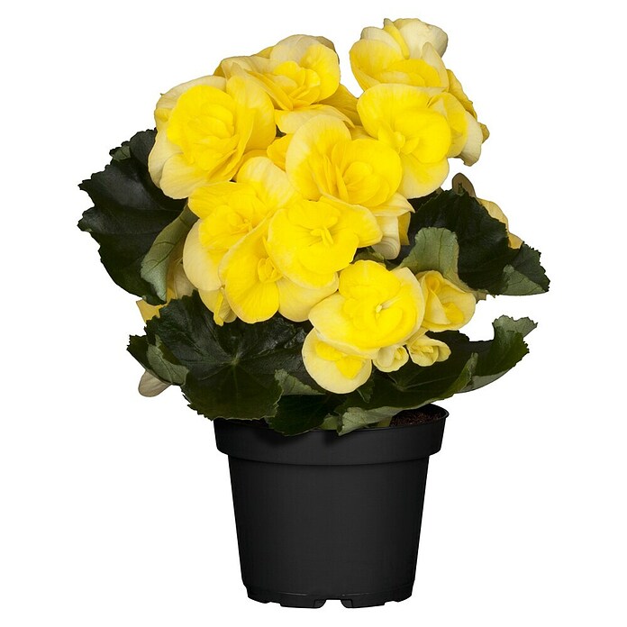 Piardino Elatior-Begonie (Begonia elatior, Topfgröße: 13 cm, Gelb) | BAUHAUS