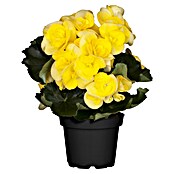 Piardino Elatior-Begonie (Begonia elatior, Topfgröße: 13 cm, Gelb) | BAUHAUS