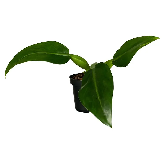 Piardino Baumfreund - Philodendron Hybriden, Topfgröße: 6 cm - Nahaufnahme einer Philodendron-Pflanze im Topf, die mit ihren glänzenden, grünen Blättern eine natürliche Eleganz ausstrahlt.