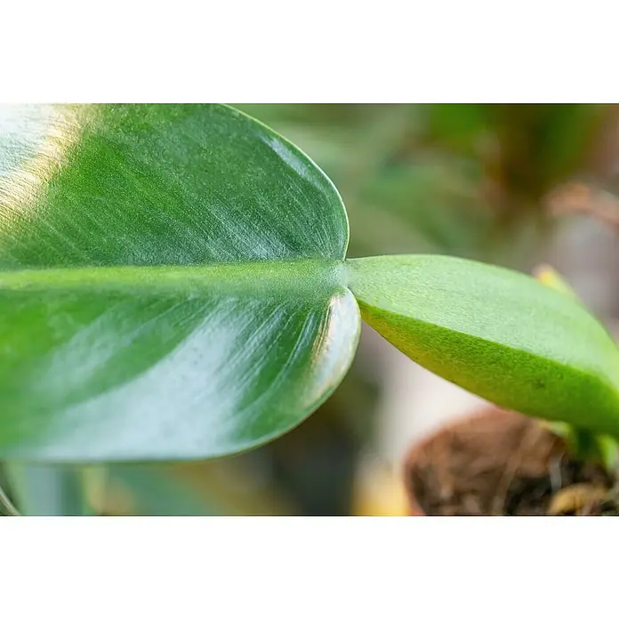 Piardino Baumfreund - Philodendron Hybriden, Topfgröße: 6 cm - Nahaufnahme eines üppigen grünen Pflanzenblatts, das seine glatte Textur und lebendige Farbe hervorhebt. Ein Blickfang für Zimmerpflanzenliebhaber.