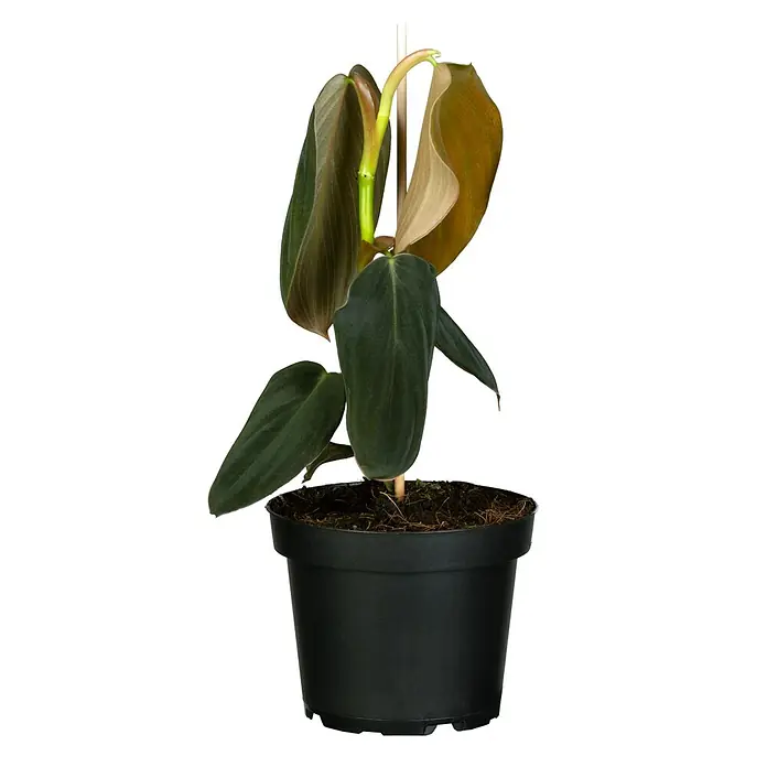 Piardino Baumfreund - Philodendron Hybriden, Topfgröße: 6 cm - Nahaufnahme einer Topfpflanze mit großen, grünen Blättern und einem hellgrünen Stiel auf einem schwarzen Hintergrund.