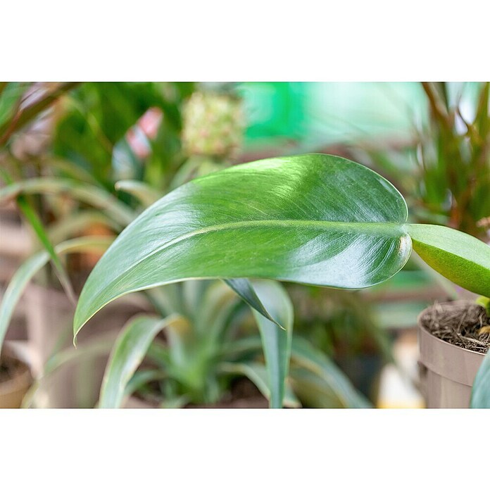 Piardino Baumfreund (Philodendron Hybriden, Topfgröße: 6 cm) | BAUHAUS