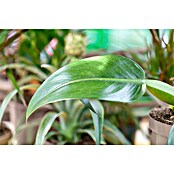 Piardino Baumfreund (Philodendron Hybriden, Topfgröße: 6 cm) | BAUHAUS