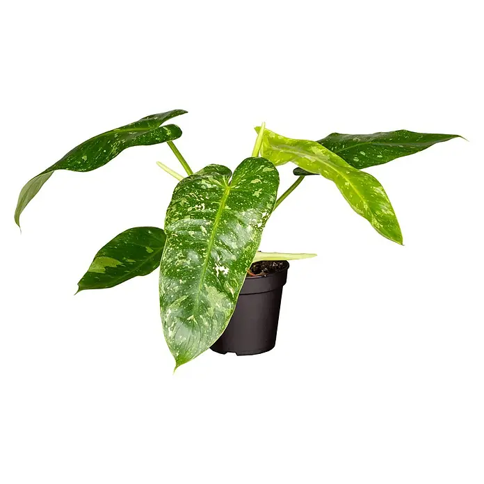 Piardino Baumfreund - Philodendron Hybriden, Topfgröße: 6 cm - Zimmerpflanze: Die Philodendron 'Paraiso Verde' ist in einem schwarzen Topf und hat grüne Blätter mit hellen Sprenkeln.
