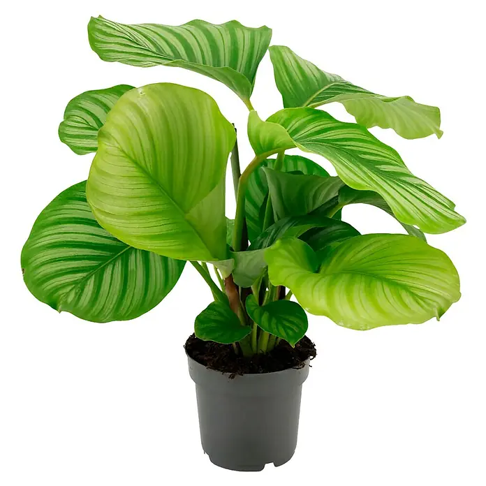 Piardino Calathea - Calathea orbifolia, Topfgröße: 14 cm, Grün/Silber - Eine Calathea Orbifolia Zimmerpflanze in einem grauen Topf, mit ihren markanten, hellgrün gestreiften Blättern, die jedem Raum einen Hauch von Eleganz verleihen.