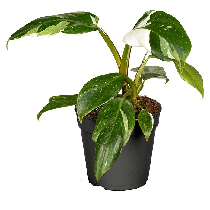 Piardino Baumfreund (Philodendron Hybriden, Topfgröße: 6 cm) | BAUHAUS