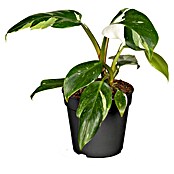 Piardino Baumfreund (Philodendron Hybriden, Topfgröße: 6 cm) | BAUHAUS