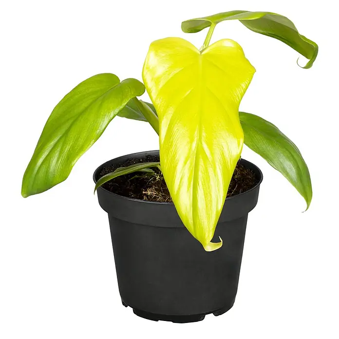 Piardino Baumfreund - Philodendron Hybriden, Topfgröße: 6 cm - Gelbe Herzblatt-Pflanze in einem schwarzen Topf, die lebendige Farbe und die herzförmige Form des Blattes betonen.