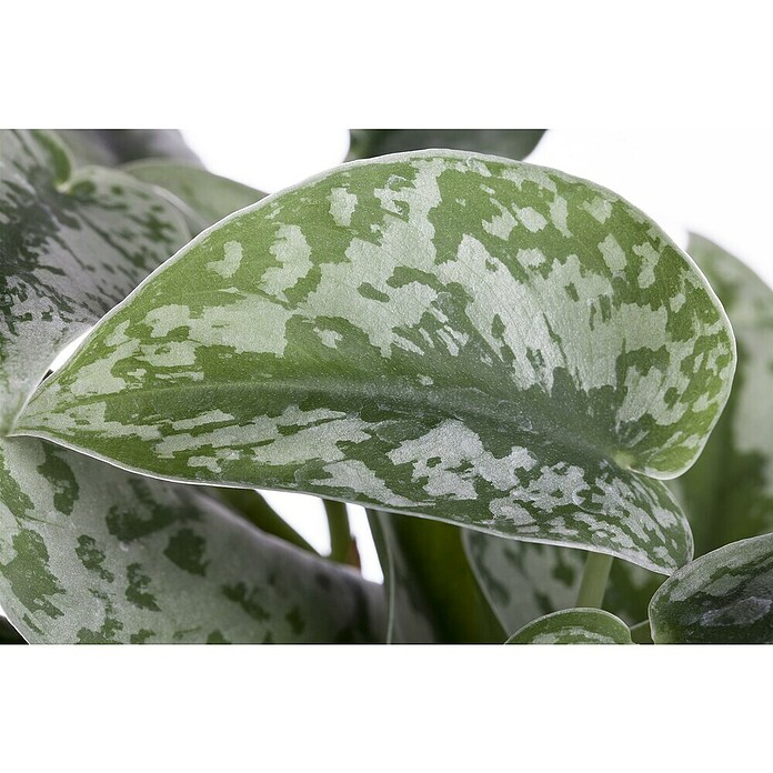 Piardino Efeutute Ampel (Epipremnum aureum pictus, Topfgröße: 15 cm) | BAUHAUS