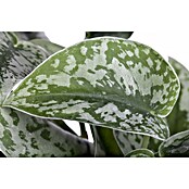Piardino Efeutute Ampel (Epipremnum aureum pictus, Topfgröße: 15 cm) | BAUHAUS