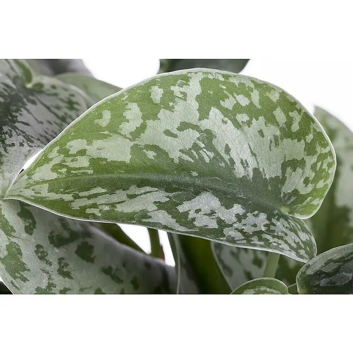 Piardino Efeutute Ampel - Epipremnum aureum pictus, Topfgröße: 15 cm - Nahaufnahme eines herzförmigen Scindapsus pictus 'Argyraeus' Blattes mit attraktiver grüner und silberner Zeichnung.
