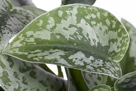 Piardino Efeutute Ampel - Epipremnum aureum pictus, Topfgre: 15 cm online  kaufen bei BAUHAUS