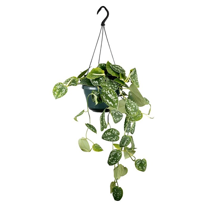 Piardino Efeutute Ampel (Epipremnum aureum pictus, Topfgröße: 15 cm) | BAUHAUS