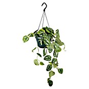 Piardino Efeutute Ampel (Epipremnum aureum pictus, Topfgröße: 15 cm) | BAUHAUS