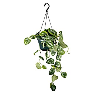 Piardino Efeutute Ampel (Epipremnum aureum pictus, Topfgröße: 15 cm)