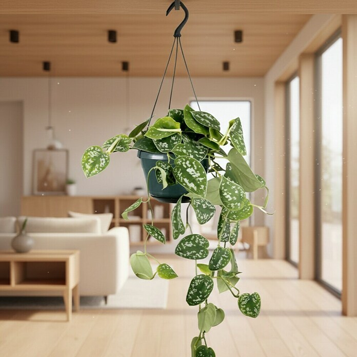 Piardino Efeutute Ampel (Epipremnum aureum pictus, Topfgröße: 15 cm) | BAUHAUS