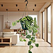 Piardino Efeutute Ampel (Epipremnum aureum pictus, Topfgröße: 15 cm) | BAUHAUS