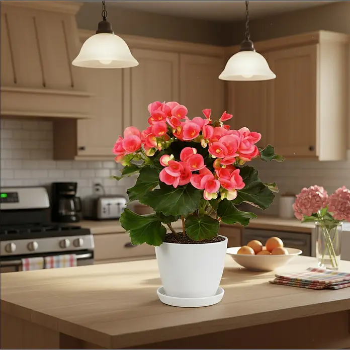 Piardino Begonie - Begonia elatior, Topfgröße: 13 cm, Rosa - Nahaufnahme einer blühenden Begonie in einem weißen Topf auf einer Küchentheke, die ihre leuchtenden rosa Blüten und grünen Blätter zeigt.