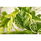 Piardino Efeutute Ampel (Epipremnum aureum Marble Queen, Topfgröße: 15 cm) | BAUHAUS