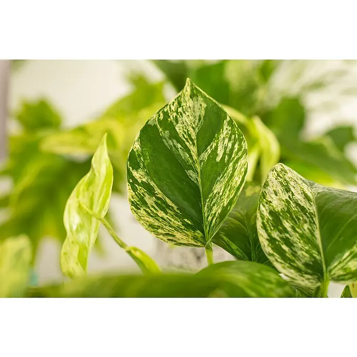 Piardino Efeutute Ampel - Epipremnum aureum Marble Queen, Topfgröße: 15 cm - Nahaufnahme einer Epipremnum aureum 'Marble Queen' Zimmerpflanze mit marmorierten Blättern.
