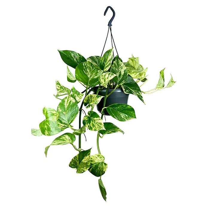 Piardino Efeutute Ampel (Epipremnum aureum Marble Queen, Topfgröße: 15 cm) | BAUHAUS