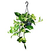 Piardino Efeutute Ampel (Epipremnum aureum Marble Queen, Topfgröße: 15 cm) | BAUHAUS