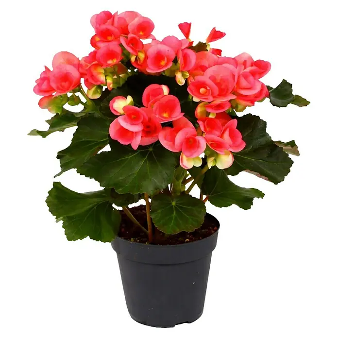 Piardino Begonie - Begonia elatior, Topfgröße: 13 cm, Rosa - Die leuchtend rosa Blüten der Begonie in einem schlichten, dunklen Topf sind ein Blickfang. Die dunkelgrünen Blätter ergänzen die farbenfrohen Blüten.
