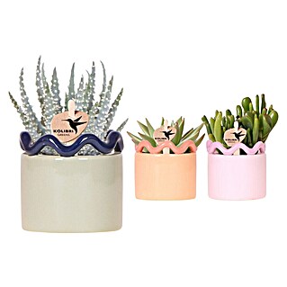 Piardino Sukkulenten in Funky Keramik (Succulent Hybride, Topfgröße: 6 cm)