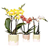 Piardino Schmetterlingsorchidee im Bloom Keramik (Phalaenopsis multiflora orange & Sukkulenten i.S., Topfgröße: 9 cm, Aufrecht) | BAUHAUS