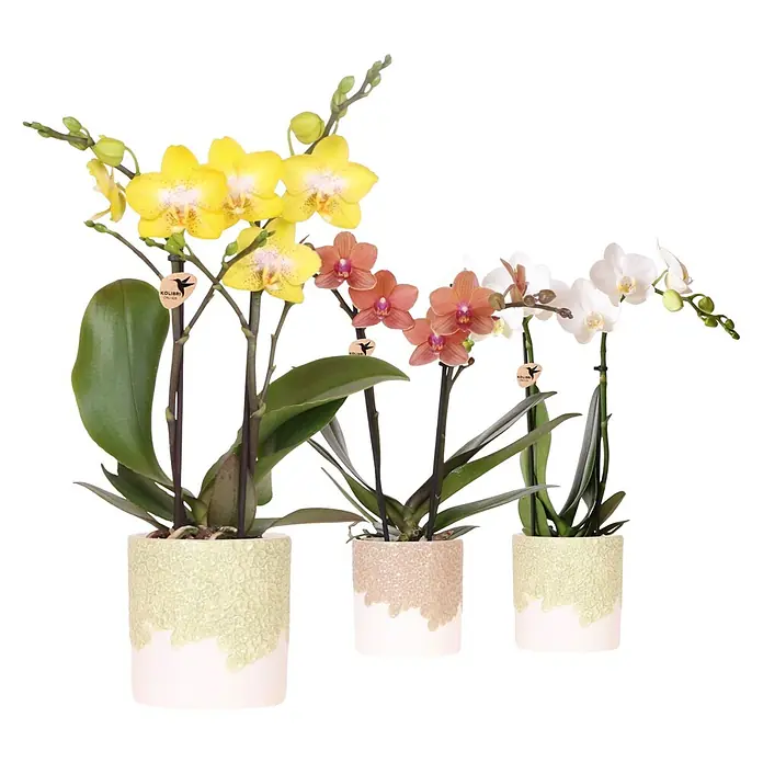 Piardino Schmetterlingsorchidee im Bloom Keramik - Phalaenopsis multiflora orange & Sukkulenten i.S., Topfgröße: 9 cm, Aufrecht - Dieses Bild zeigt drei Kolibri Orchideen in Gelb, Orange und Weiß, die in passenden Töpfen präsentiert werden.