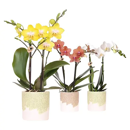 Piardino  Schmetterlingsorchidee im Bloom Keramik