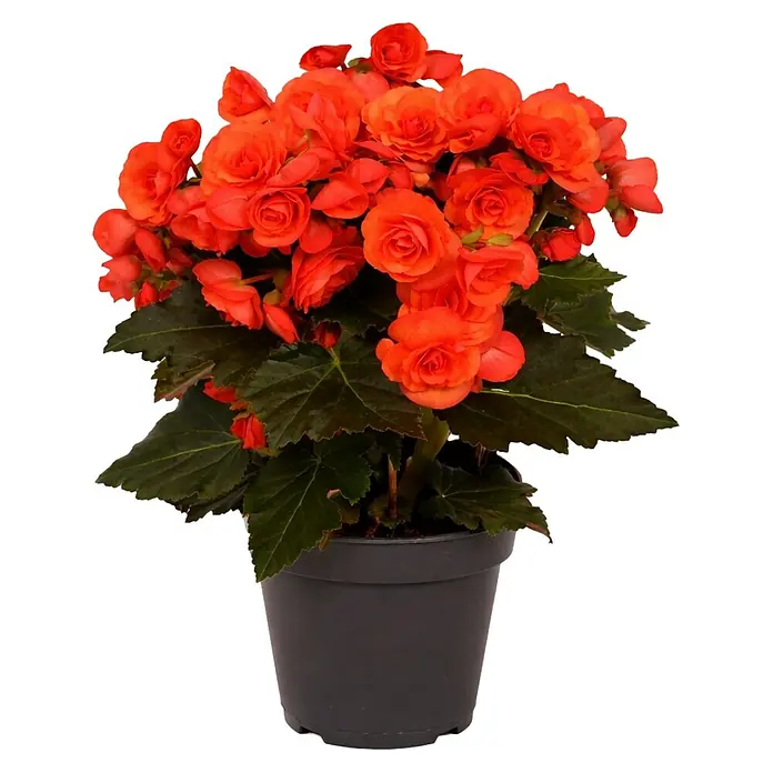 Piardino Begonie - Begonia elatior, Topfgröße: 13 cm, Orange - Eine Topfpflanze mit leuchtend orangefarbenen Begonienblüten und üppigen grünen Blättern, die in einem schlichten, dunklen Topf präsentiert wird.