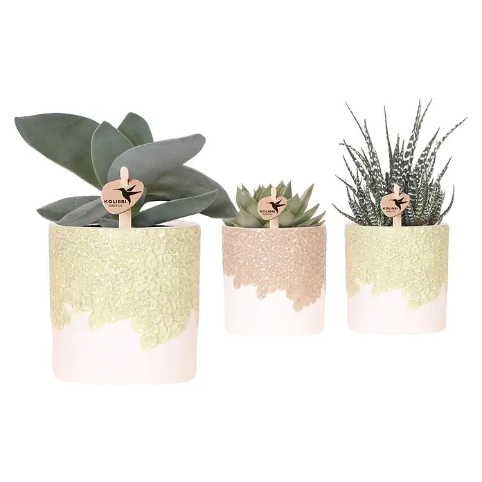 Piardino Sukkulenten in Bloom Keramik - Succulent Hybride, Topfgröße: 9 cm - Drei Kolibri Greens Sukkulenten in Töpfen mit Textur, die ein organisches und doch raffiniertes Design zeigen.