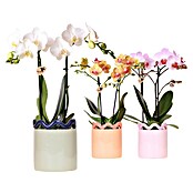 Piardino Schmetterlingsorchidee im Funky Keramik (Phalaenopsis multiflora orange & Sukkulenten i.S., Topfgröße: 9 cm, Aufrecht) | BAUHAUS