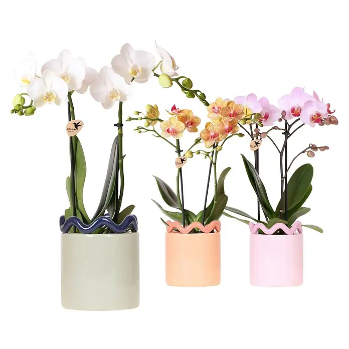 Piardino Schmetterlingsorchidee im Funky Keramik - Phalaenopsis multiflora orange & Sukkulenten i.S., Topfgröße: 9 cm, Aufrecht - Drei Kolibri Orchideen in weißen, gelben und rosafarbenen Blüten, präsentiert in farblich passenden Töpfen mit gewelltem Rand.