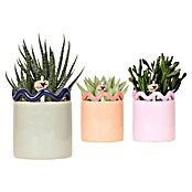 Piardino Sukkulenten in Funky Keramik (Succulent Hybride, Topfgröße: 9 cm) | BAUHAUS