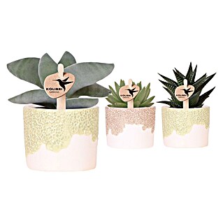 Piardino Sukkulenten in Bloom Keramik (Succulent Hybride, Topfgröße: 6 cm)