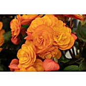 Piardino Begonie (Begonia elatior, Topfgröße: 13 cm, Orange) | BAUHAUS