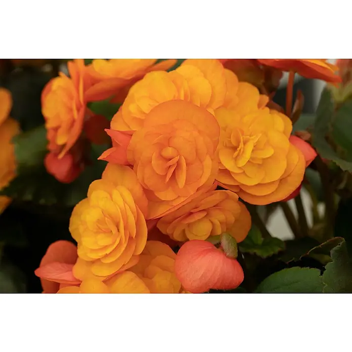 Piardino Begonie - Begonia elatior, Topfgröße: 13 cm, Orange - Nahaufnahme von leuchtend orangefarbenen Begonienblüten, die ihre zarten, vielschichtigen Blütenblätter in voller Pracht zeigen.