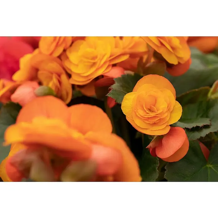 Piardino Begonie - Begonia elatior, Topfgröße: 13 cm, Orange - Nahaufnahme von orangefarbenen Begonienblüten mit üppigen Blütenblättern und grünen Blättern.