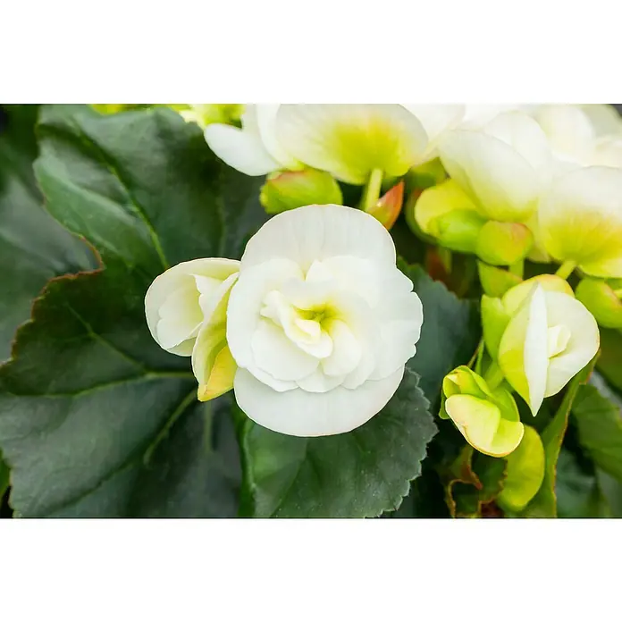 Piardino Begonie - Begonia elatior, Topfgröße: 13 cm, Weiß - Nahaufnahme einer weißen Begonie mit zarten Blütenblättern und grünen Blättern, die die Schönheit der Pflanze hervorheben.