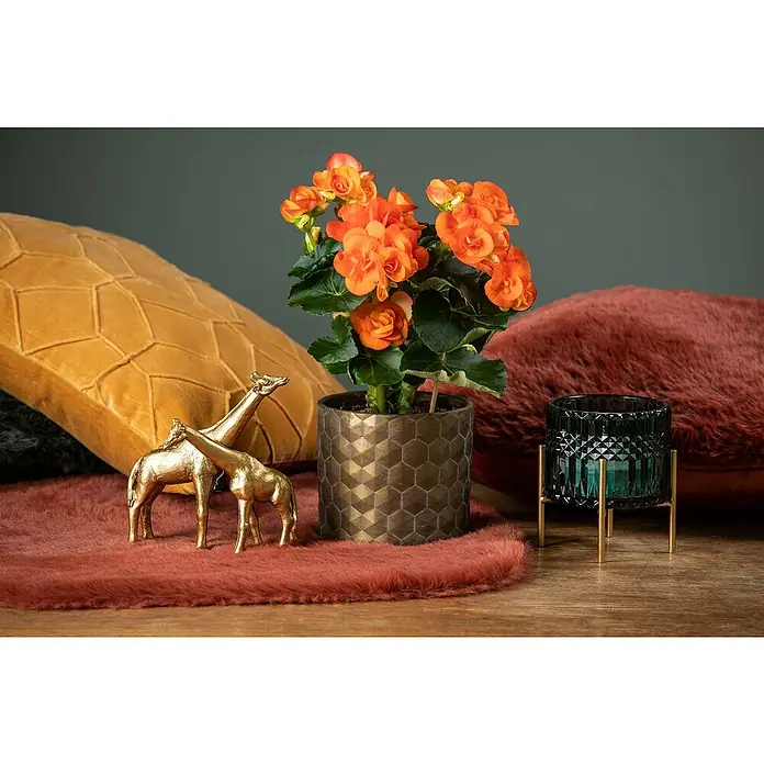 Piardino Begonie - Begonia elatior, Topfgröße: 13 cm, Orange - Ein Arrangement mit einer blühenden Begonie in einem zylinderförmigen Topf mit goldenen Giraffenfiguren und einem blauen Kerzenhalter.