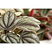 Piardino Zwergpfeffer (Peperomia mistique, Topfgröße: 12 cm, Grün) | BAUHAUS