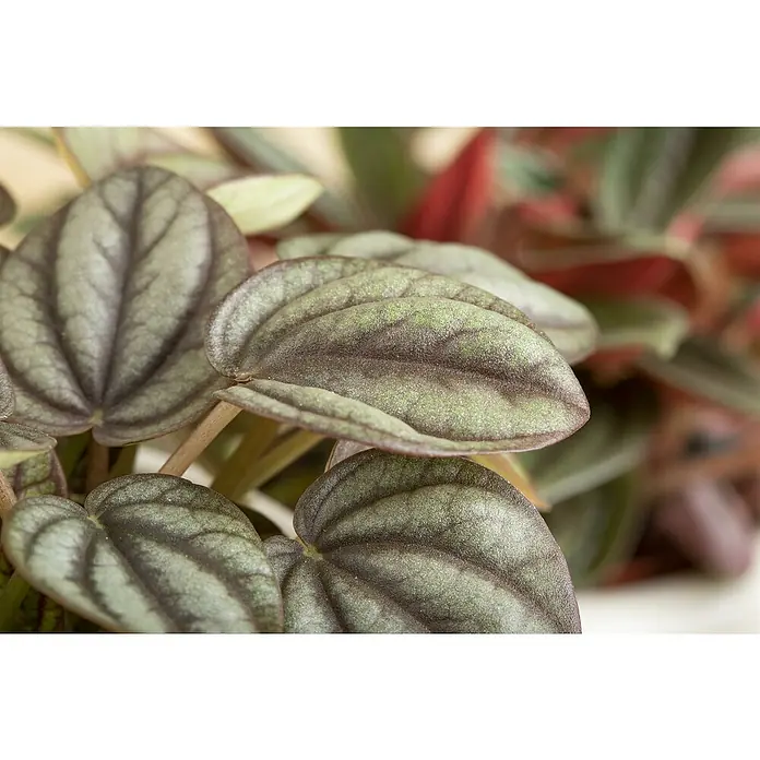 Piardino Zwergpfeffer - Peperomia mistique, Topfgröße: 12 cm, Grün - Nahaufnahme einer Peperomia Pflanze mit herzförmigen Blättern in Grün- und Lilatönen, die eine faszinierende Textur und Farbkombination zeigt.